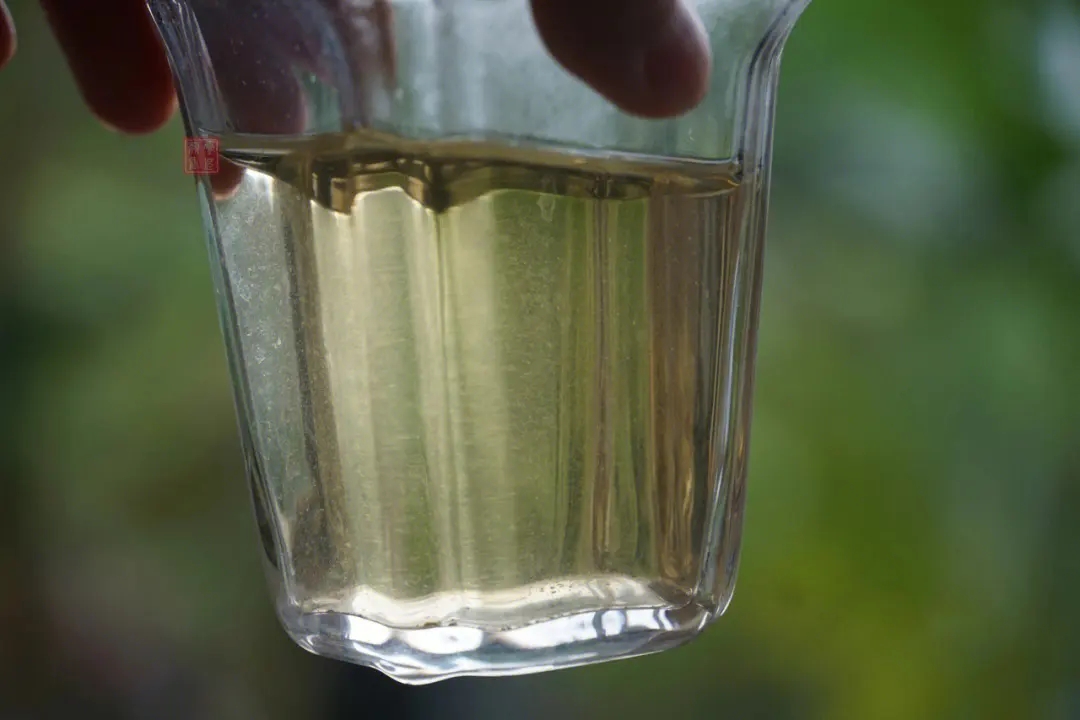 2023年多依樹古樹春茶價格是多少？