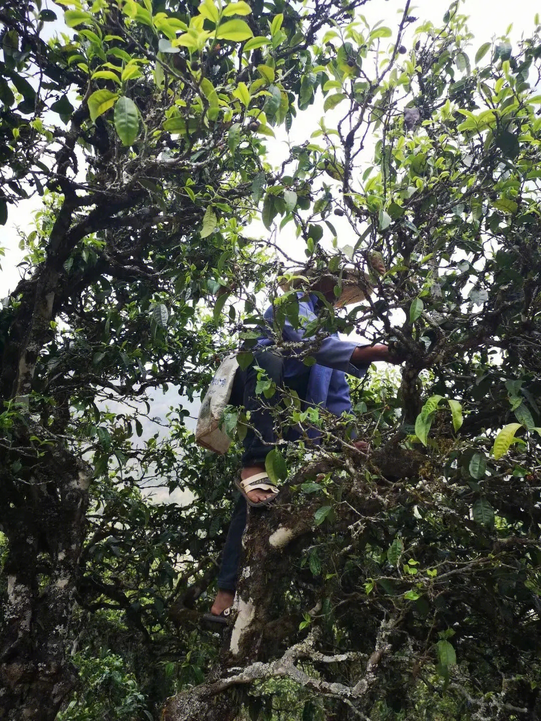 2023年寧洱擺尾箐古樹春茶品質(zhì)如何？