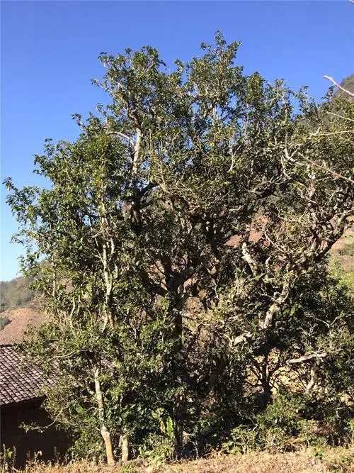 2023年寧洱擺尾箐古樹(shù)春茶價(jià)格是多少？