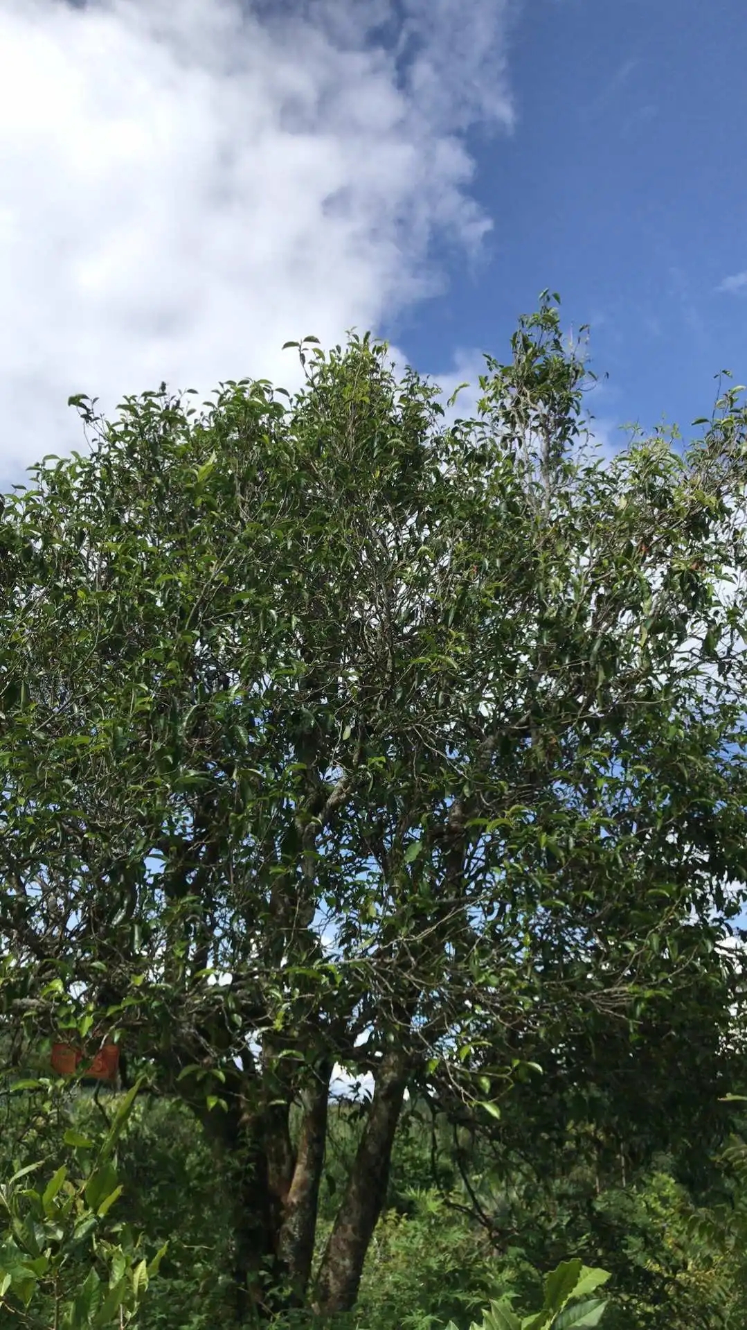 2023年鎮(zhèn)沅老烏山古樹(shù)春茶口感怎么樣？