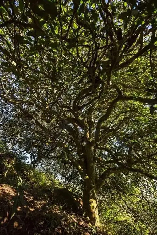 2023年鎮(zhèn)沅老烏山古樹(shù)春茶品質(zhì)如何？