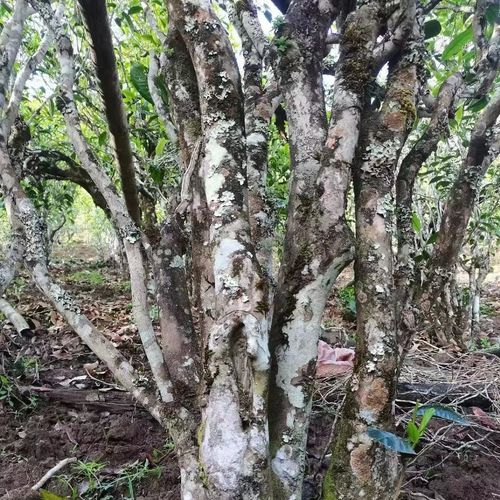 2023年鎮(zhèn)沅老烏山古樹(shù)春茶價(jià)格是多少？