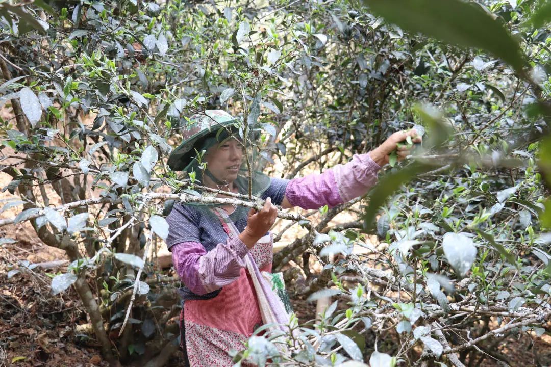 2023年普洱老安寨古樹(shù)春茶口感怎么樣？