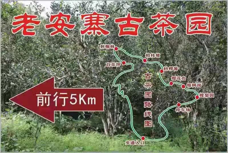 2023年普洱老安寨古樹(shù)春茶品質(zhì)如何？
