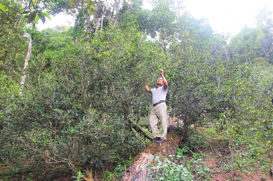 2023年普洱老安寨古樹(shù)春茶價(jià)格是多少？