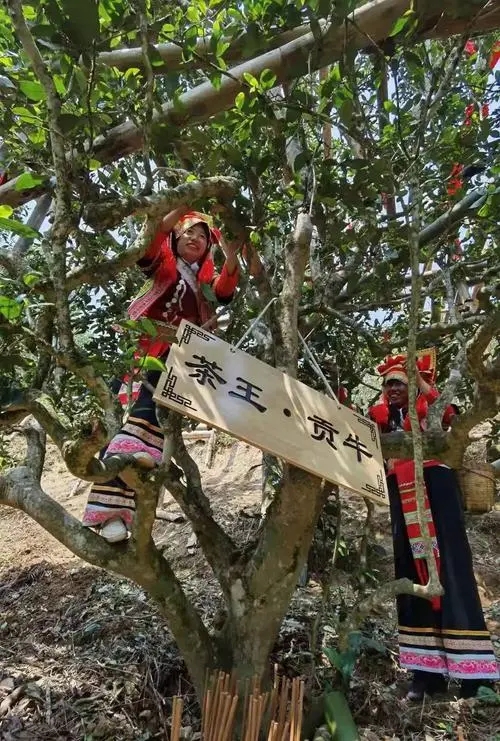 2023年普洱老安寨古樹(shù)春茶多少一公斤？