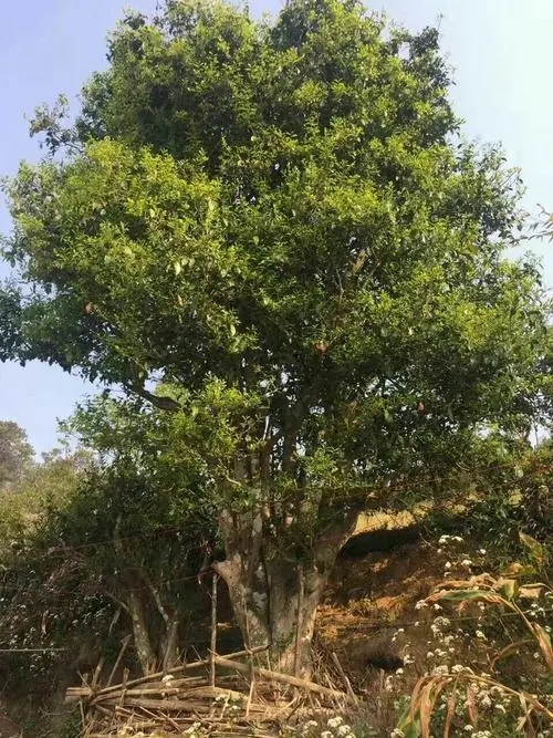 2023年千家寨古樹春茶特點是什么？