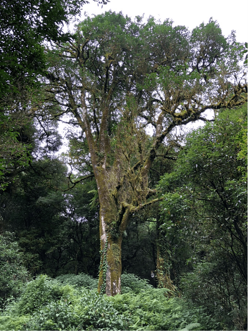 2023年千家寨古樹(shù)春茶價(jià)格是多少？