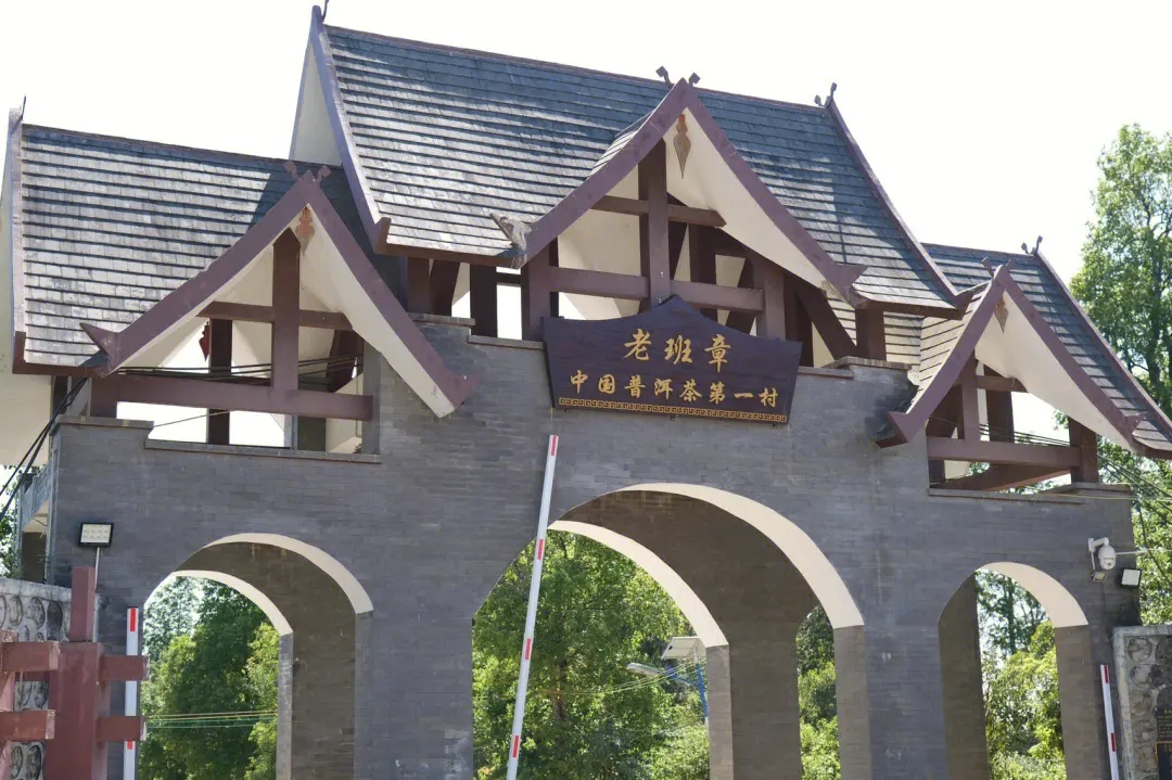 2024年老班章古樹春茶價格是多少？