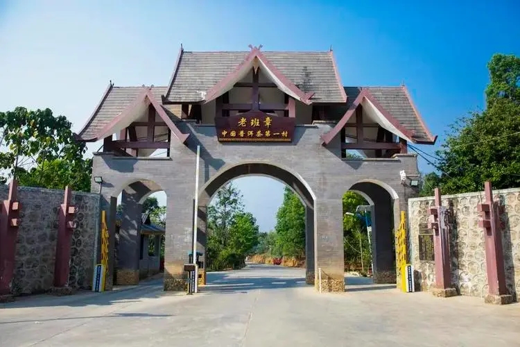 2024年老班章古樹春茶口感是什么？