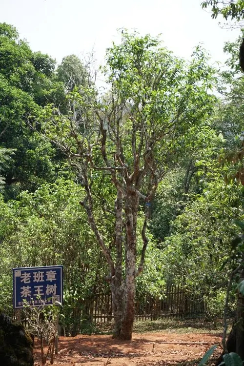 2024年老班章古樹春茶特點是什么？