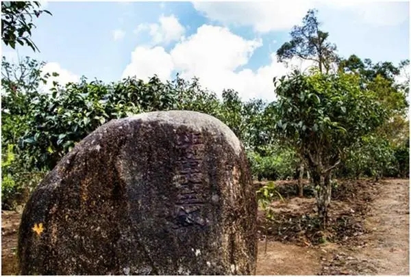 2024年老班章古樹春茶多少一公斤？