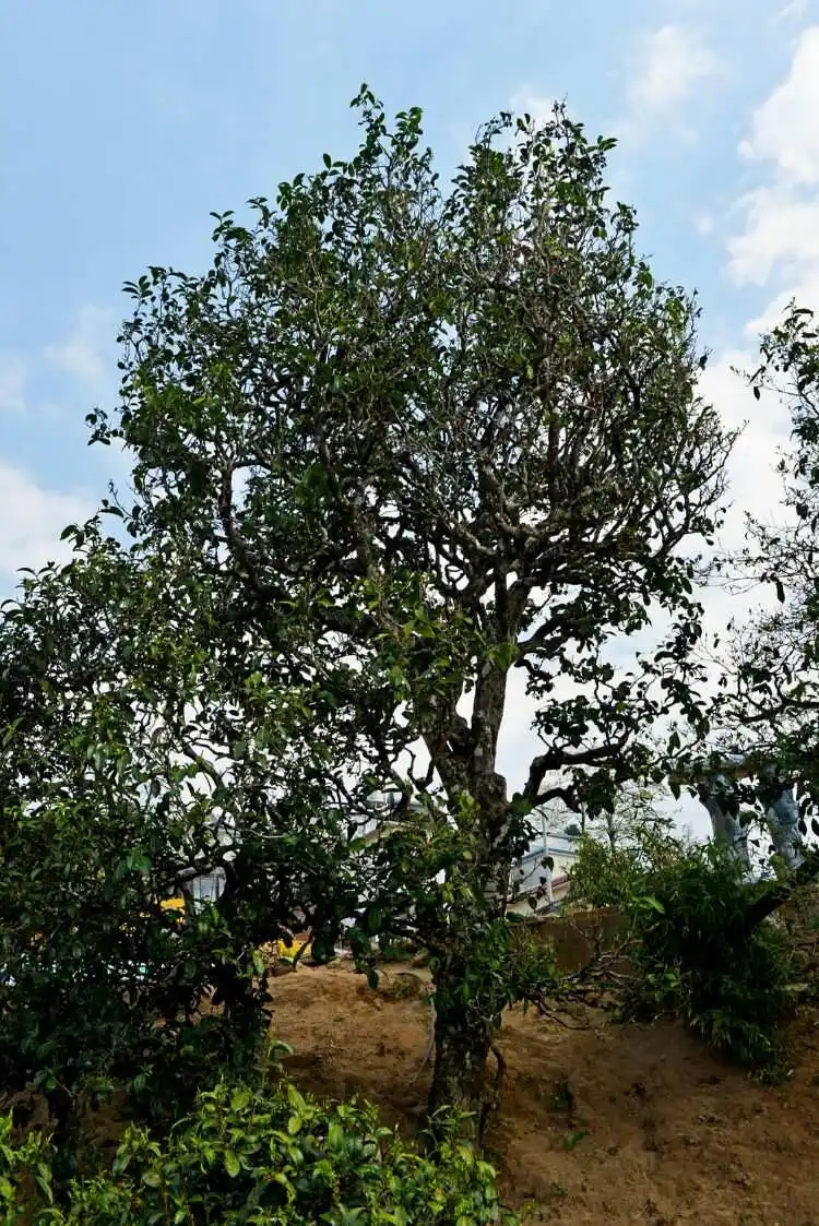 2024年冰島老寨古樹春茶口感是什么？