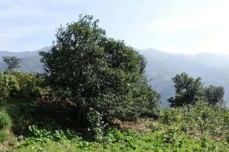 2024年冰島老寨古樹春茶特點是什么？