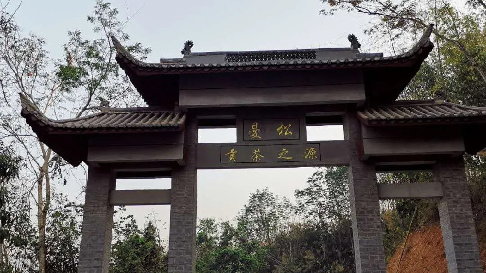 2024年曼松古樹春茶品質如何？