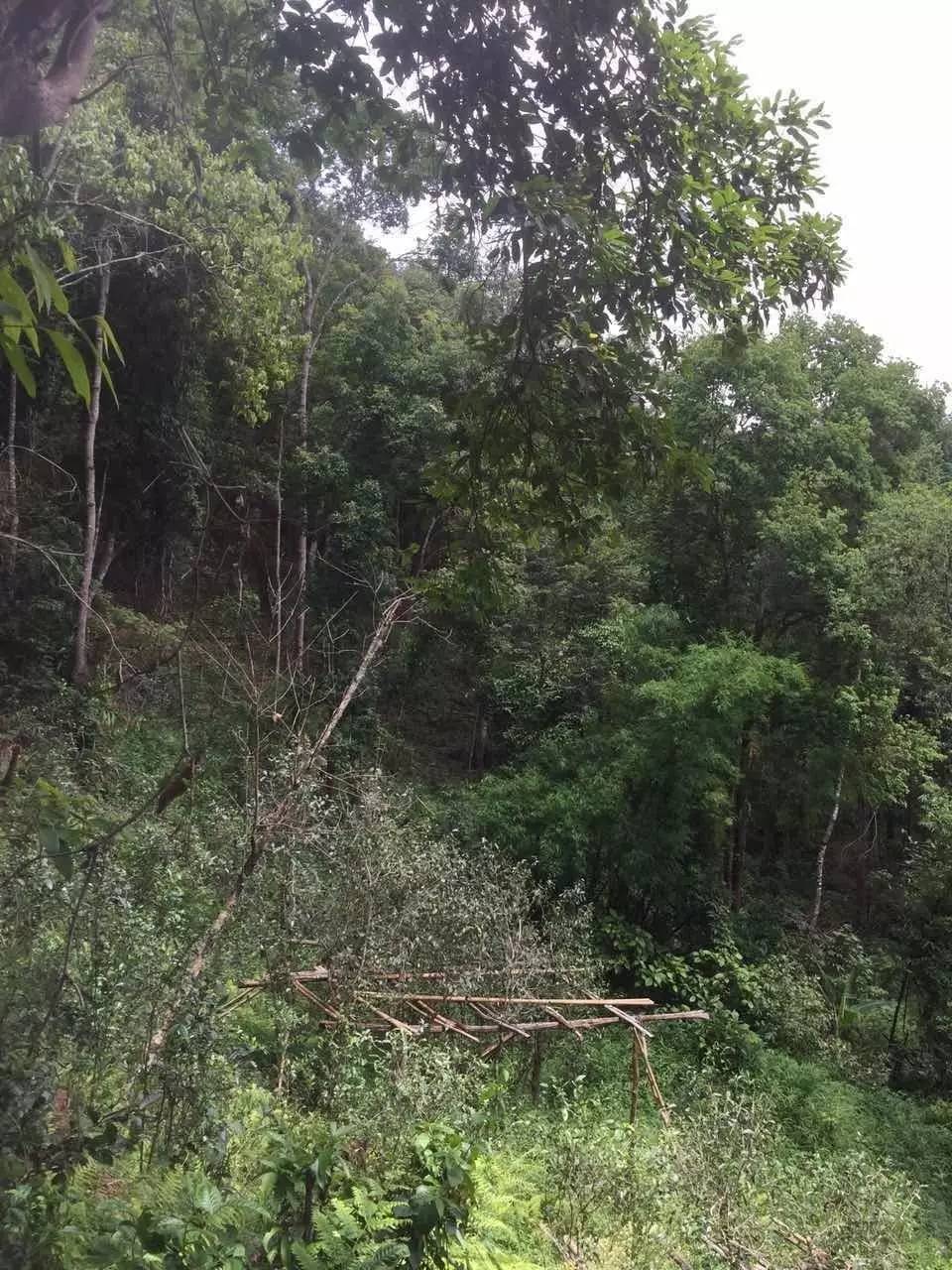 2024年曼松古樹春茶特點是什么？