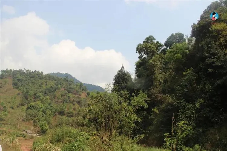 2024年薄荷塘古樹春茶品質怎么樣？