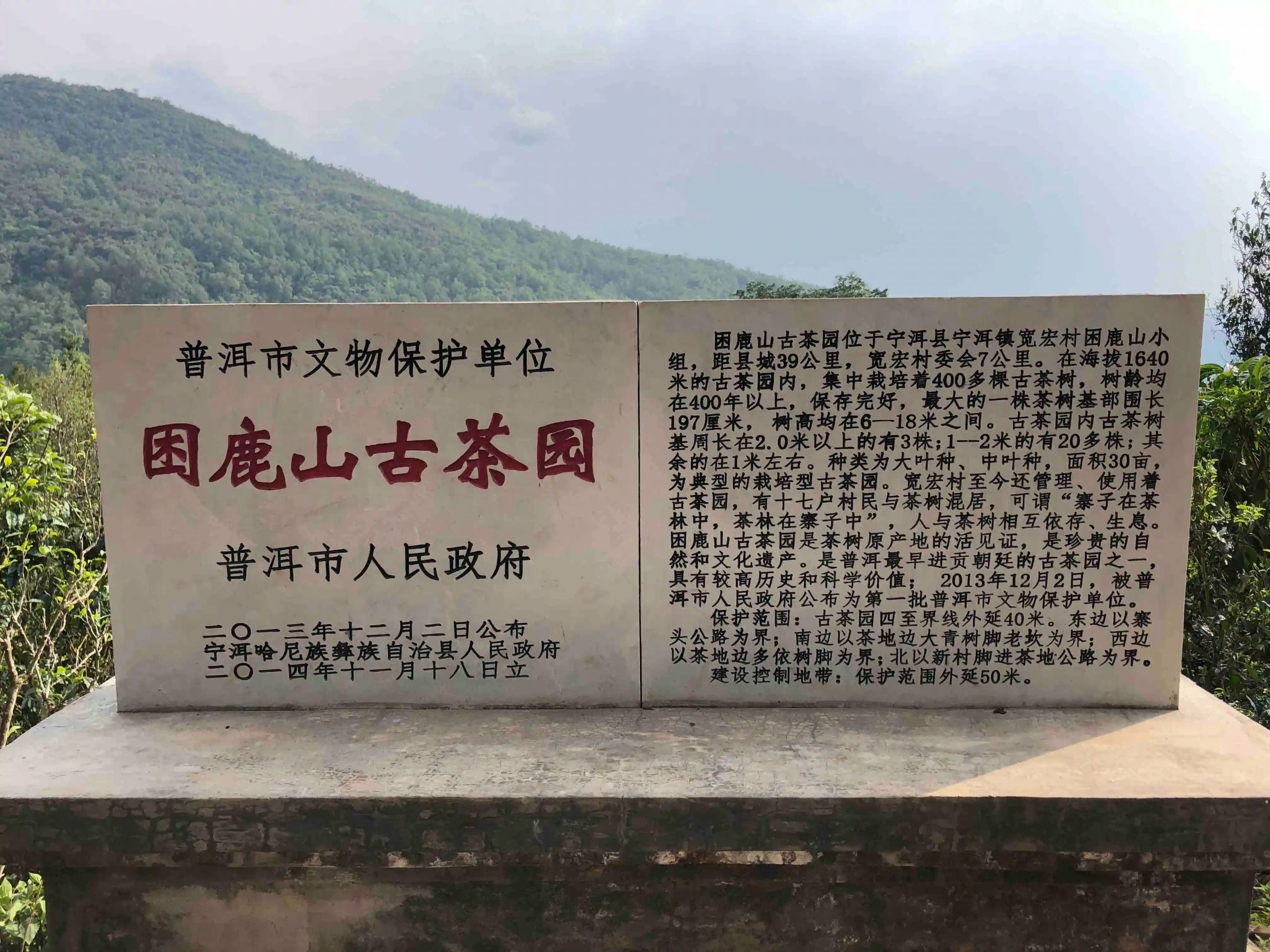 2024年困鹿山古樹春茶品質(zhì)怎么樣？