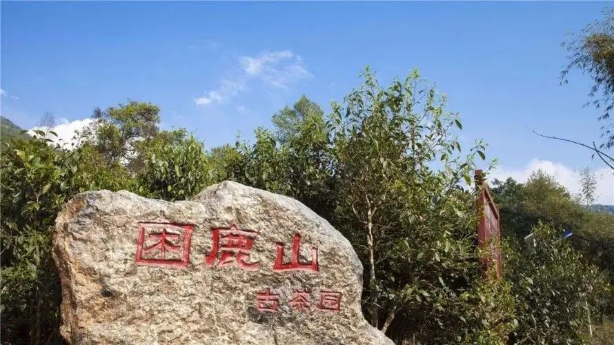 2024年困鹿山古樹(shù)春茶特點(diǎn)是什么？