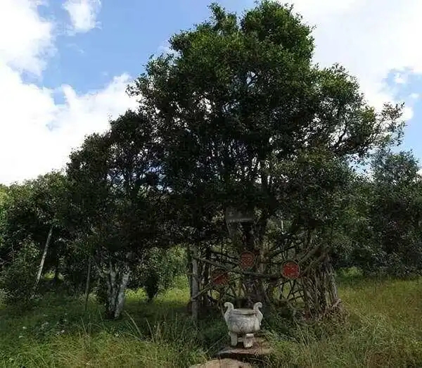 2024年困鹿山古樹春茶價格是多少？