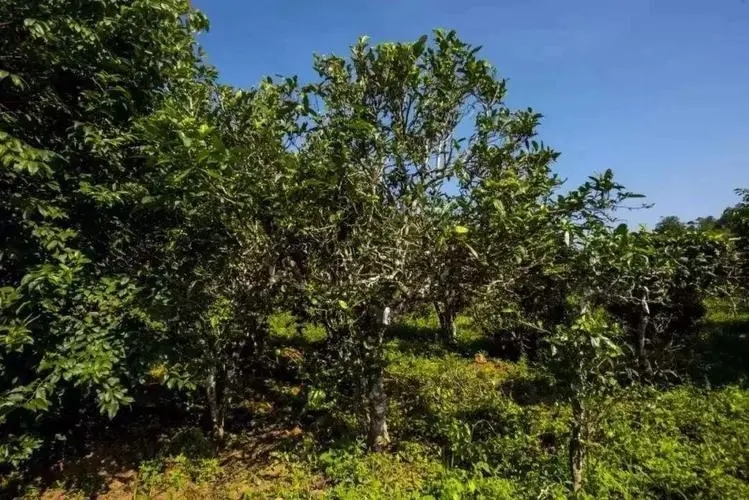 2024年迷帝古樹春茶特點(diǎn)是什么？