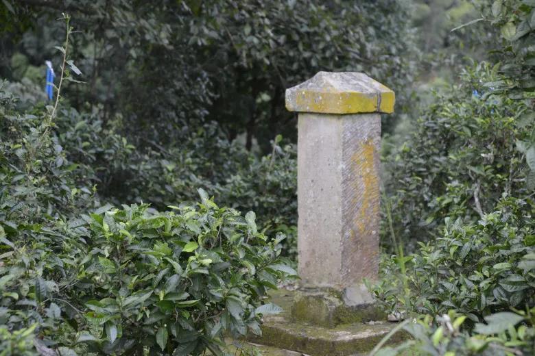 2024年迷帝古樹春茶價格是多少？