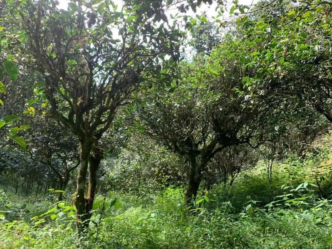 2024年墨江鳳凰窩古樹春茶品質(zhì)怎么樣？