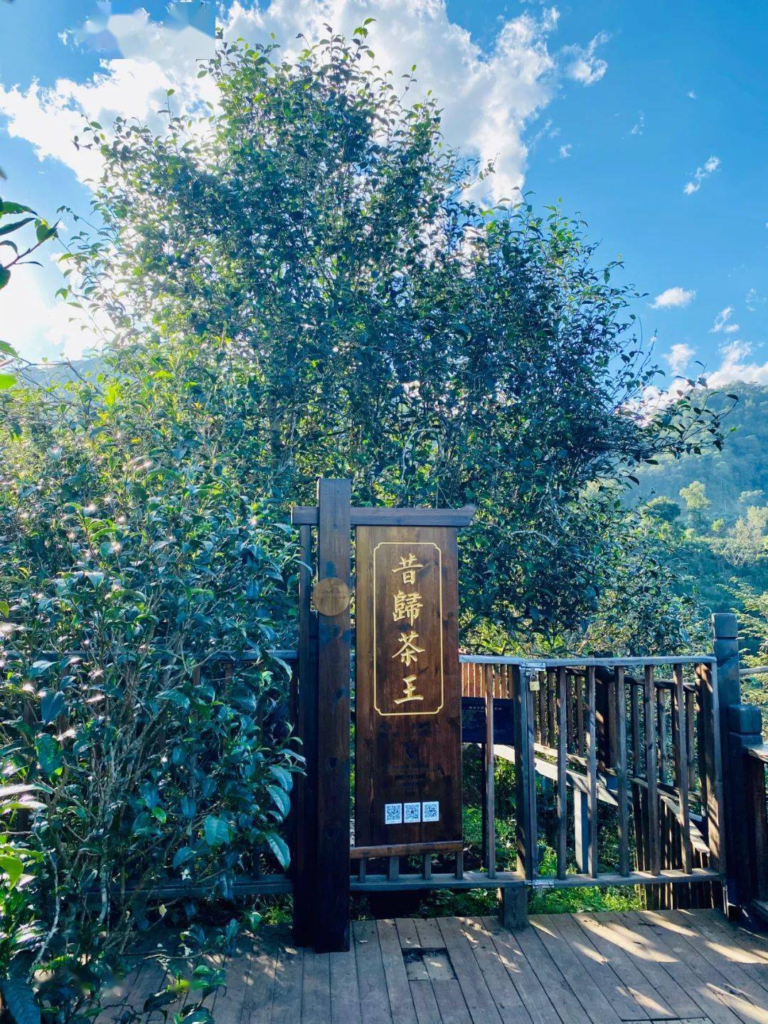 2024年昔歸古樹春茶品質(zhì)如何？