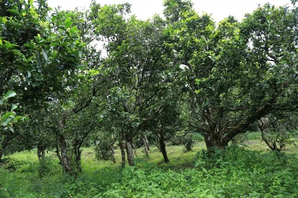 2024年昔歸古樹春茶價格是多少？