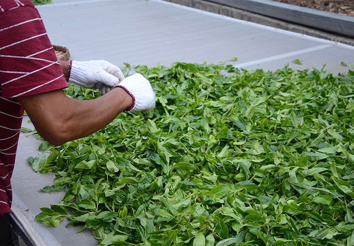 2024年磨烈古樹春茶特點(diǎn)是什么？