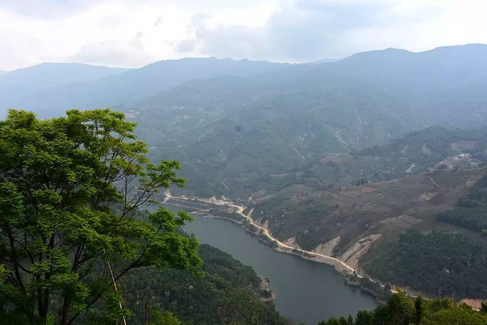 2024年磨烈古樹春茶多少錢一公斤？