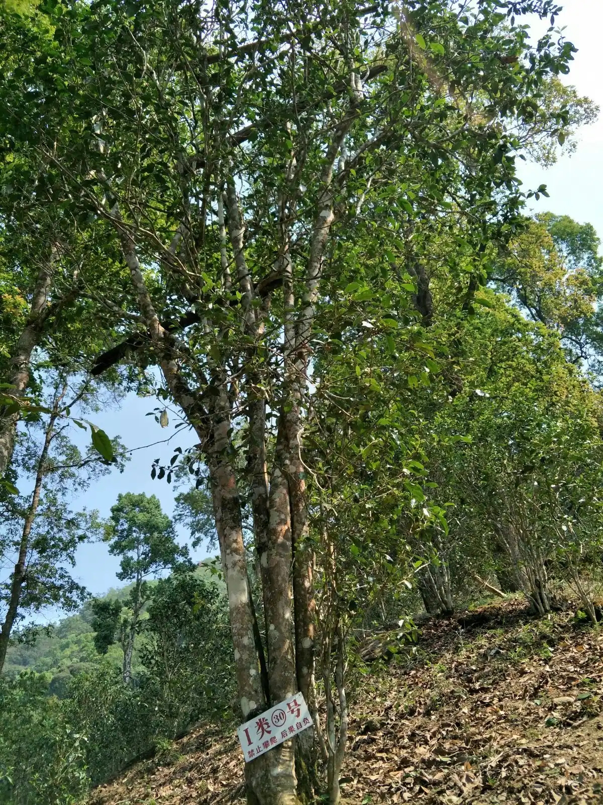 野境王者、普洱巔峰！薄荷塘成為普洱無冕之王的十大原因