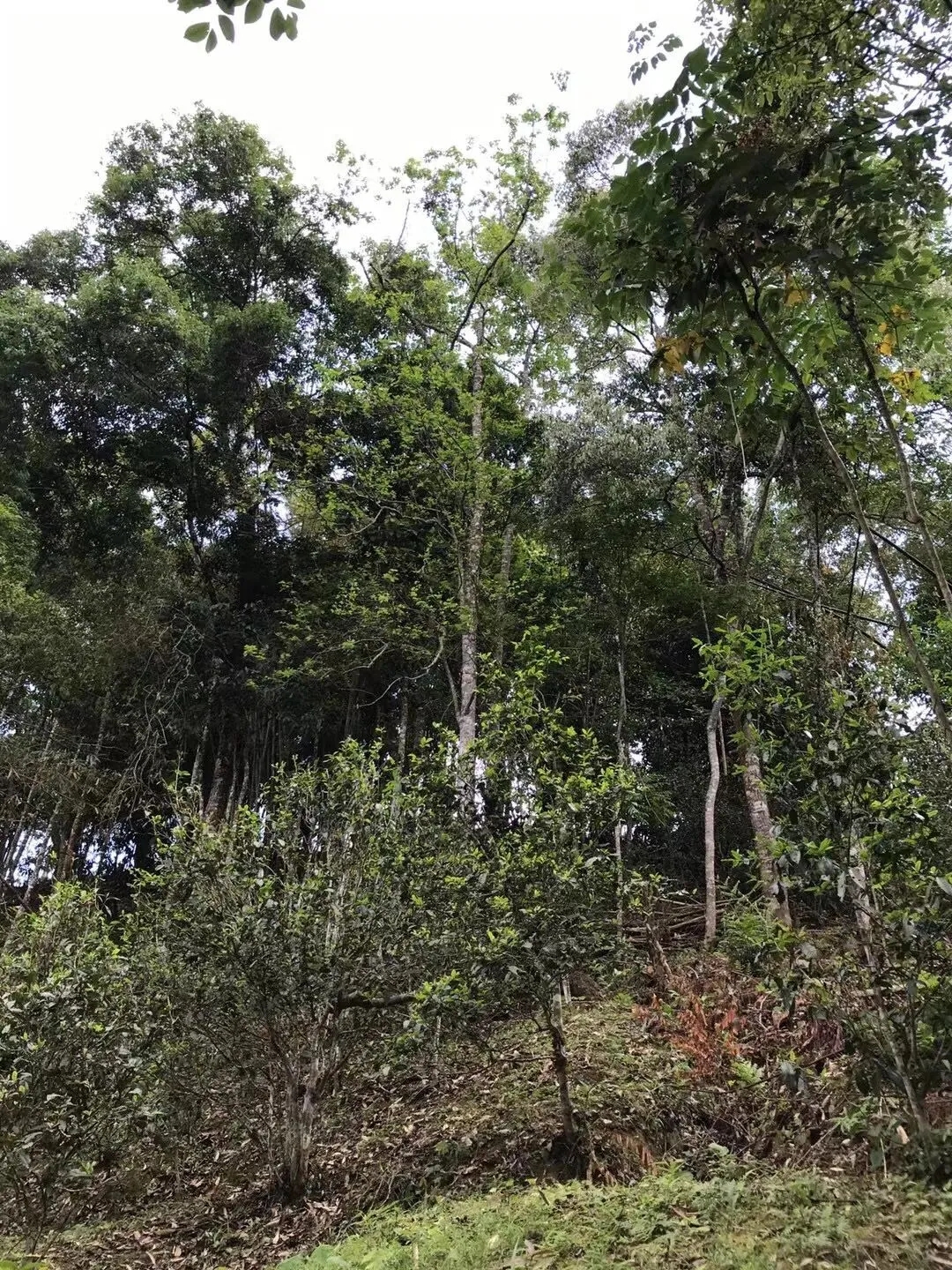 2025年易武古樹春茶口感如何？