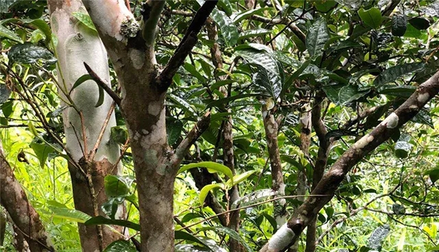 2025年易武古樹春茶品質(zhì)怎么樣？