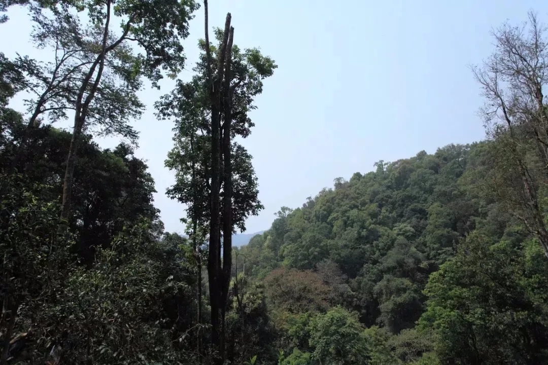 2025年易武古樹春茶多少錢一公斤？